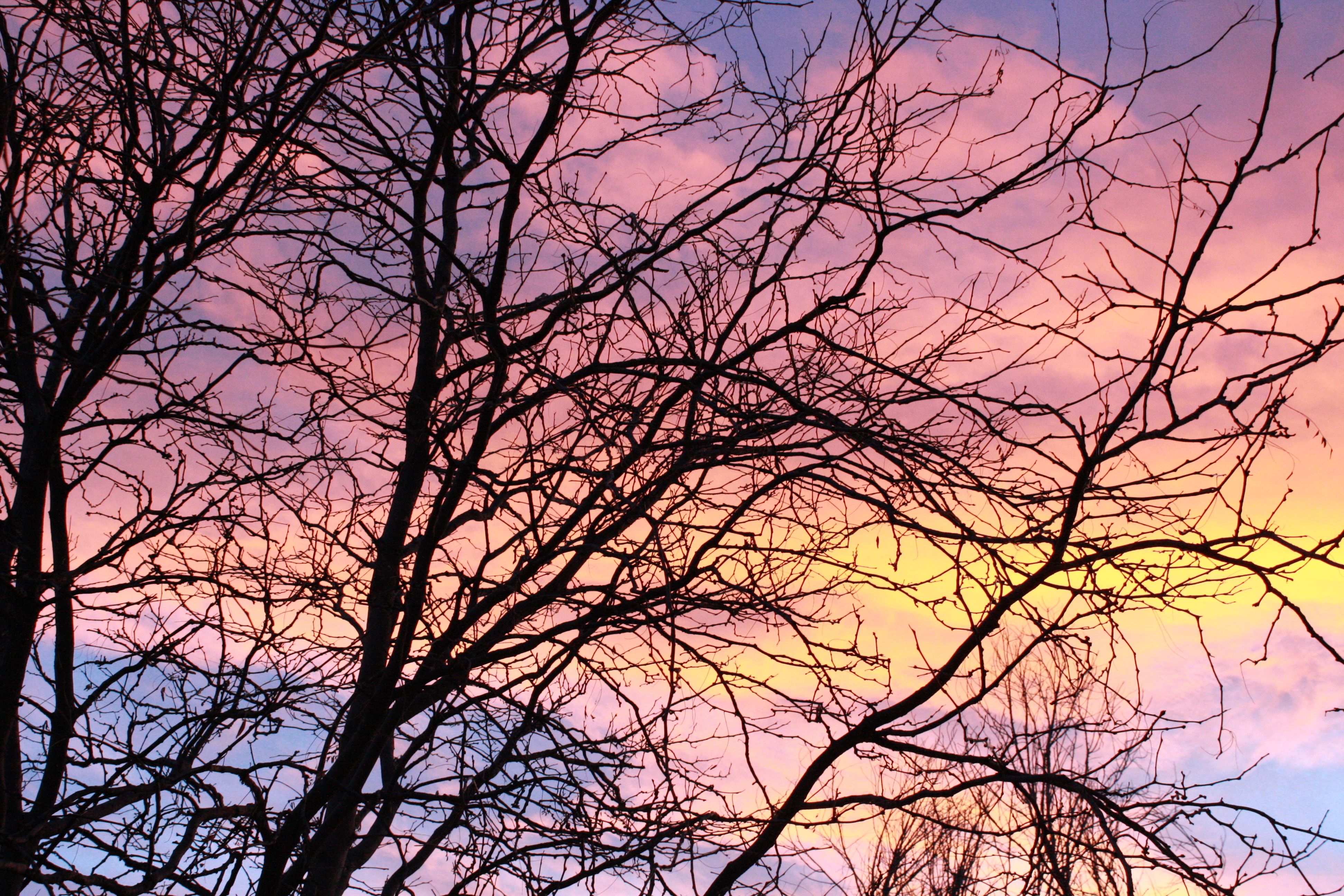 Pastel Sunset Through Tree Branches Picture | Free Photograph | Photos