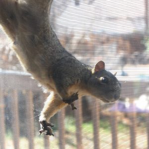 Squirrel Hanging from Screen - Free High Resolution Photo