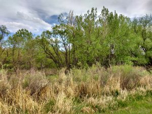 Trees and Grass - Free High Resolution Photo