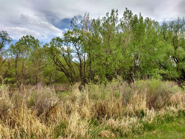 Trees and Grass - Free High Resolution Photo