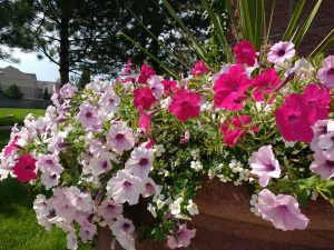 Lavender and Magenta Petunias - Free High Resolution Photo