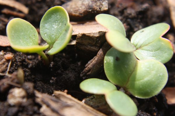 Radish Sprouts Close Up - Free High Resolution Photo