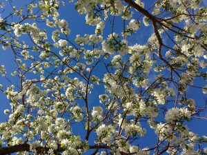 White Blossoms and Blue Sky - Free High Resolution Photo