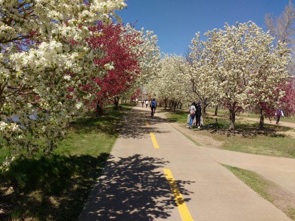 Blooming Crabapple Trees along South Platte Bike Path - Free High Resolution Photo 