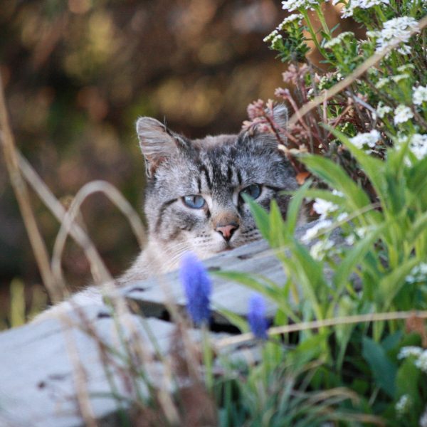 Cat Peeking through Flowers - Free High Resolution Photo