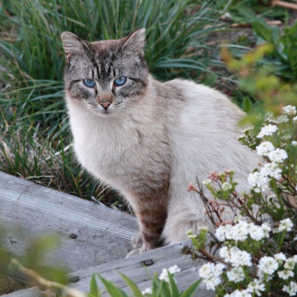 Cat with Blue Eyes - Free High Resolution Photo 