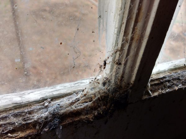 Cobwebs and Dead Insects on Window Sill - Free High Resolution Photo 