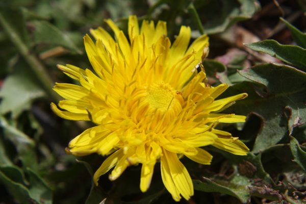 Dandelion Close Up - Free High Resolution Photo