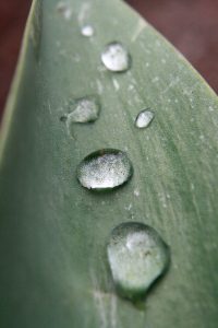 Drops of Water on Tulip Leaf - Free High Resolution Photo