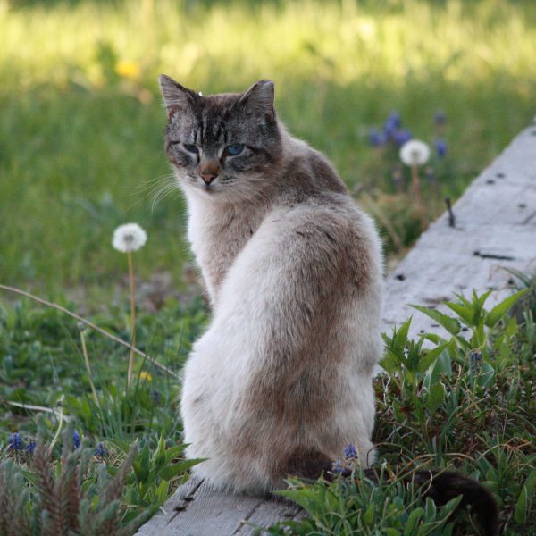 Feral Cat with Tipped Ear - Free High Resolution Photo 