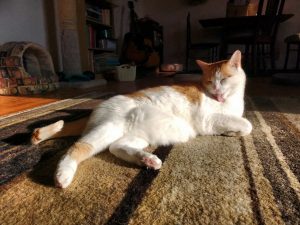 Orange and White Cat Bathing in a Sunbeam - Free High Resolution Photo