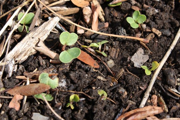 Radish Seedlings - Free High Resolution Photo