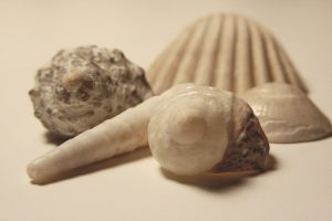 Sea Shells - Free High Resolution Photo