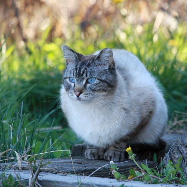 Siamese Tabby Cat - Free High Resolution Photo