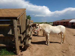 Horses at Stables - Free High Resolution Photo