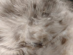 Kitty Belly Fur Texture - Free High Resolution Photo