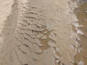 Ripples in the Mud - Free High Resolution Photo