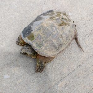 Tortoise on the Sidewalk - Free High Resolution Photo