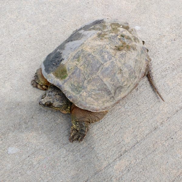 Tortoise on the Sidewalk - Free High Resolution Photo 