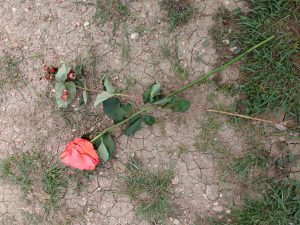 Wilted Rose on the Ground - Free High Resolution Photo