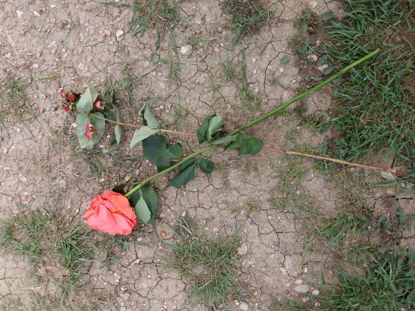 Wilted Rose on the Ground - Free High Resolution Photo 