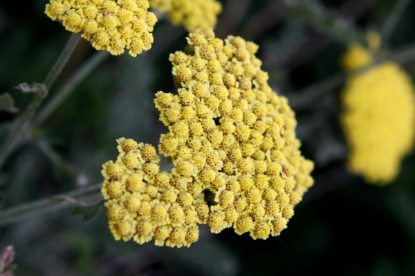 Blooming Golden Yarrow Plant - Free High Resolution Photo 