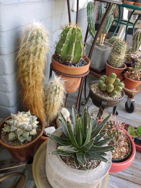 Cactus Plants - Free High Resolution Photo 
