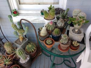 Collection of Cactus Plants - Free High Resolution Photo