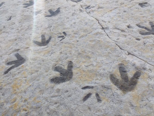 Dinosaur Footprints in Sandstone - Free High Resolution Photo 