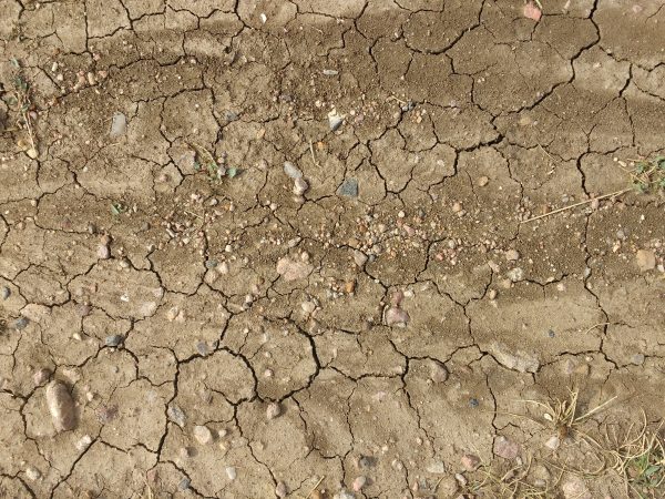 Dirt with Mud Cracks, Rocks, and Weeds Texture - Free High Resolution Photo 