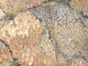Fossilized Ripple Marks - Free High Resolution Photo