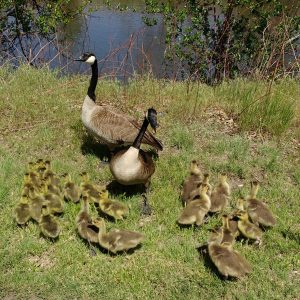 Geese with Lots of Goslings - Free High Resolution Photo