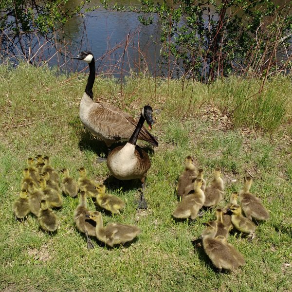 Geese with Lots of Goslings - Free High Resolution Photo 