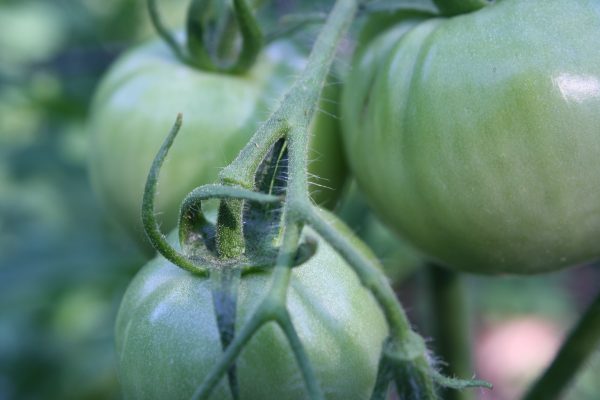 Green Tomatoes - Free High Resolution Photo 