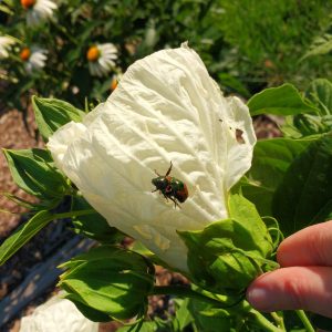 Japanese Beetles on Hibiscus Flower - Free High Resolution Photo