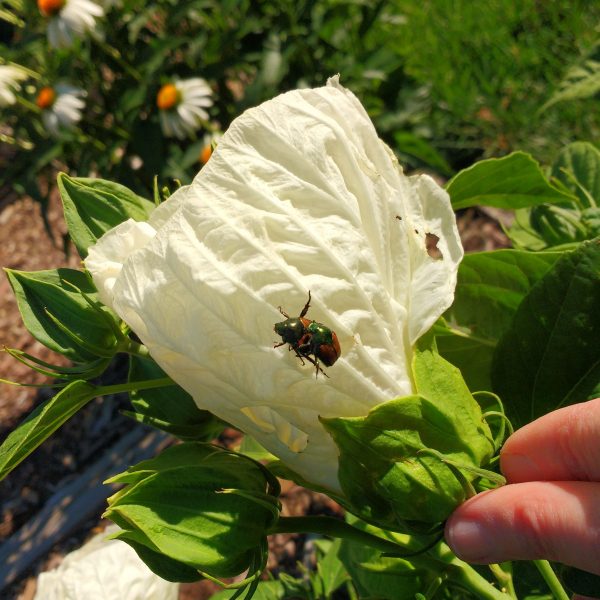 Japanese Beetles on Hibiscus Flower - Free High Resolution Photo 