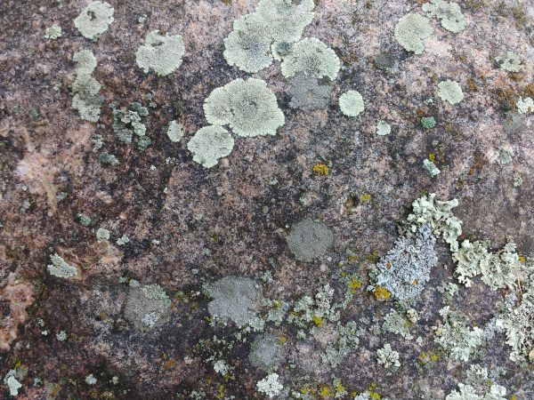 Lichen on Rock Face - Free High Resolution Photo 