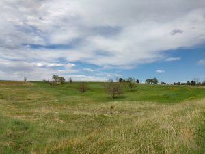 Open Field Dotted with Small Trees - Free High Resolution Photo