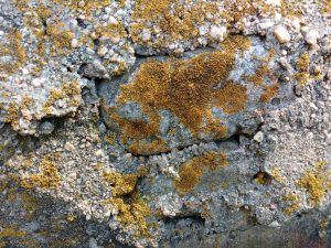 Orange Lichen - Free High Resolution Photo