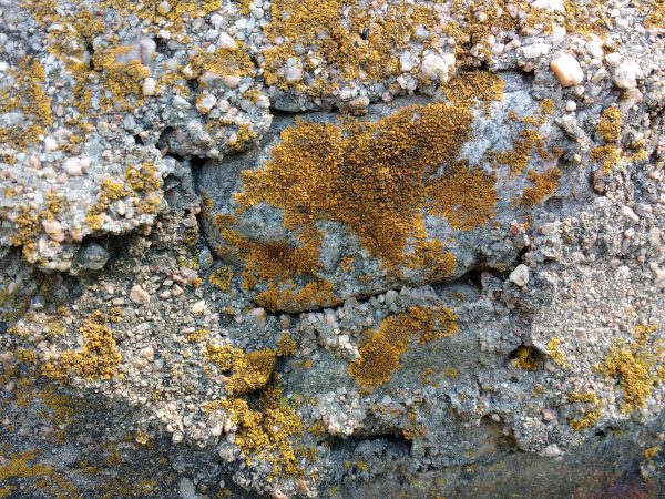 Orange Lichen - Free High Resolution Photo 