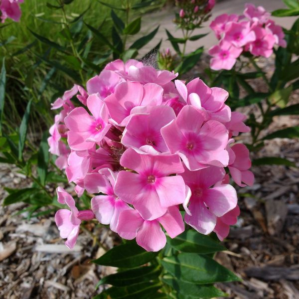 Pink Phlox Flowers - Free High Resolution Photo