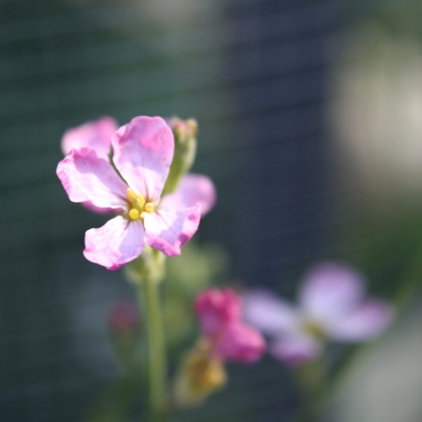 Pink Radish Blossom Close Up - Free High Resolution Photo 