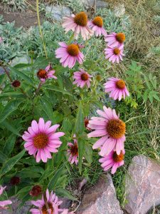 Purple Echinacea Coneflower - Free High Resolution Photo