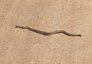 Rattlesnake - Free Photo