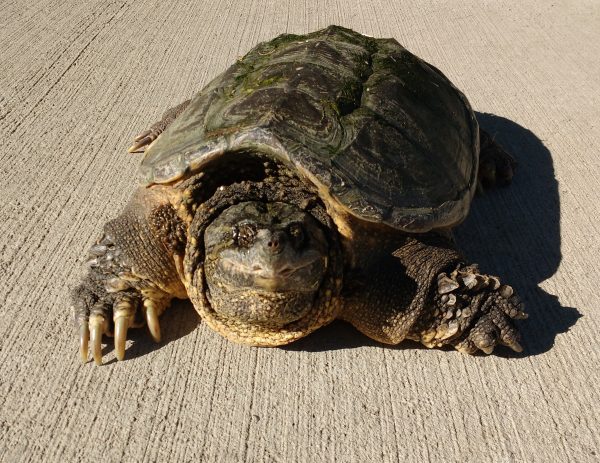 Common Snapping Turtle - Chelydra Serpentina - Free High Resolution Photo 