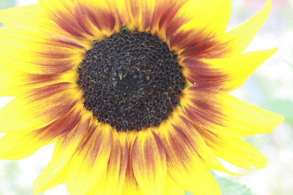 Sunflower - Free High Resolution Photo 