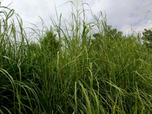 Tall Ornamental Grass - Free High Resolution Photo