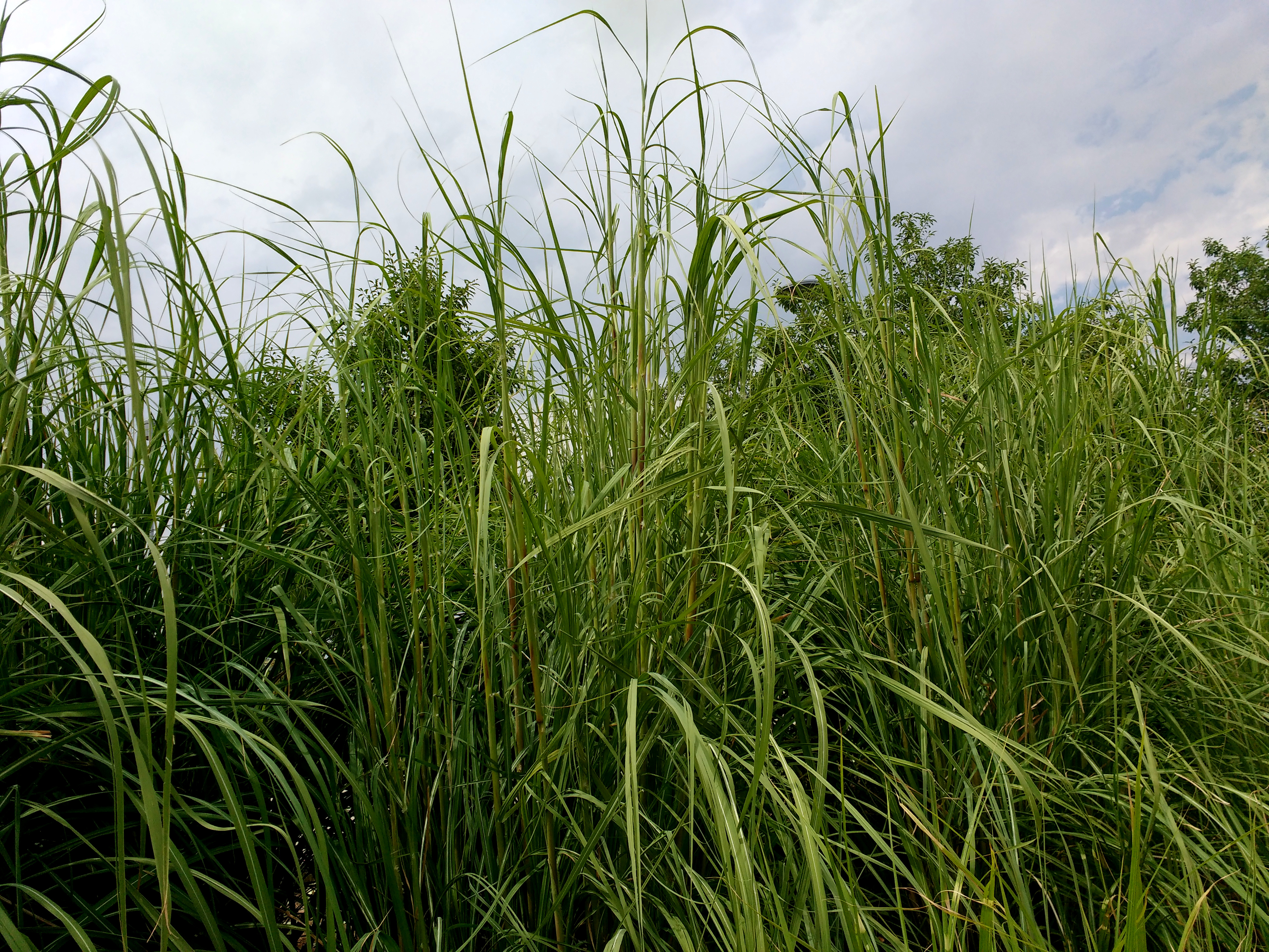 Tall Ornamental Grass Picture | Free Photograph | Photos Public Domain