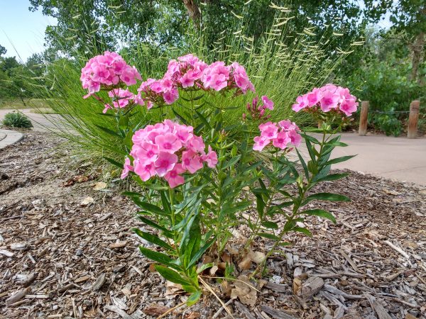 Tall Phlox Plant with Clusters of Pink Flowers - Free High Resolution Photo 