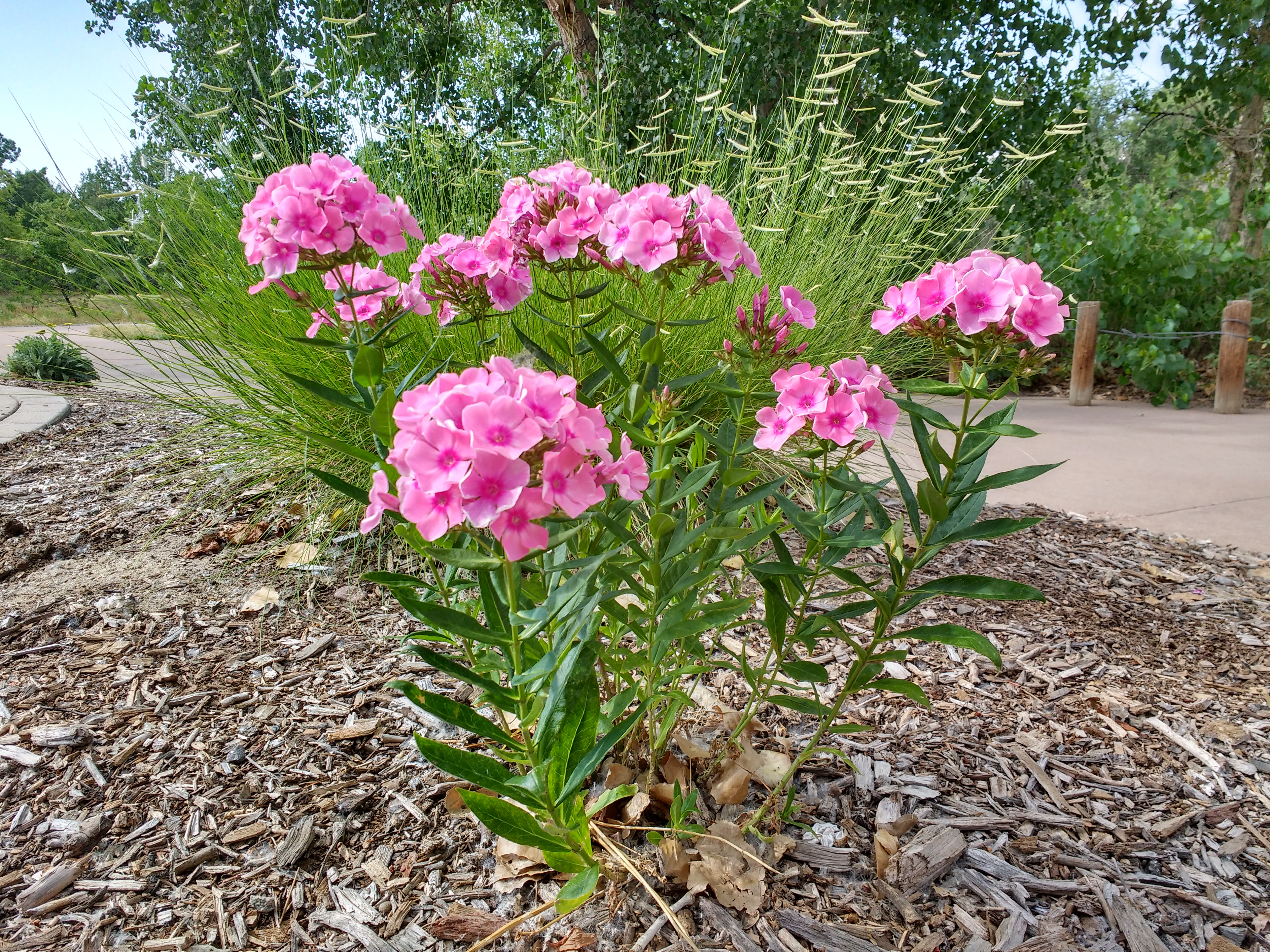 Tall Phlox Plant with Clusters of Pink Flowers Picture | Free